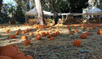 Halloween at the Mostra d'Oltremare in Naples with Fuori di Zucca: the fantastic world of pumpkins