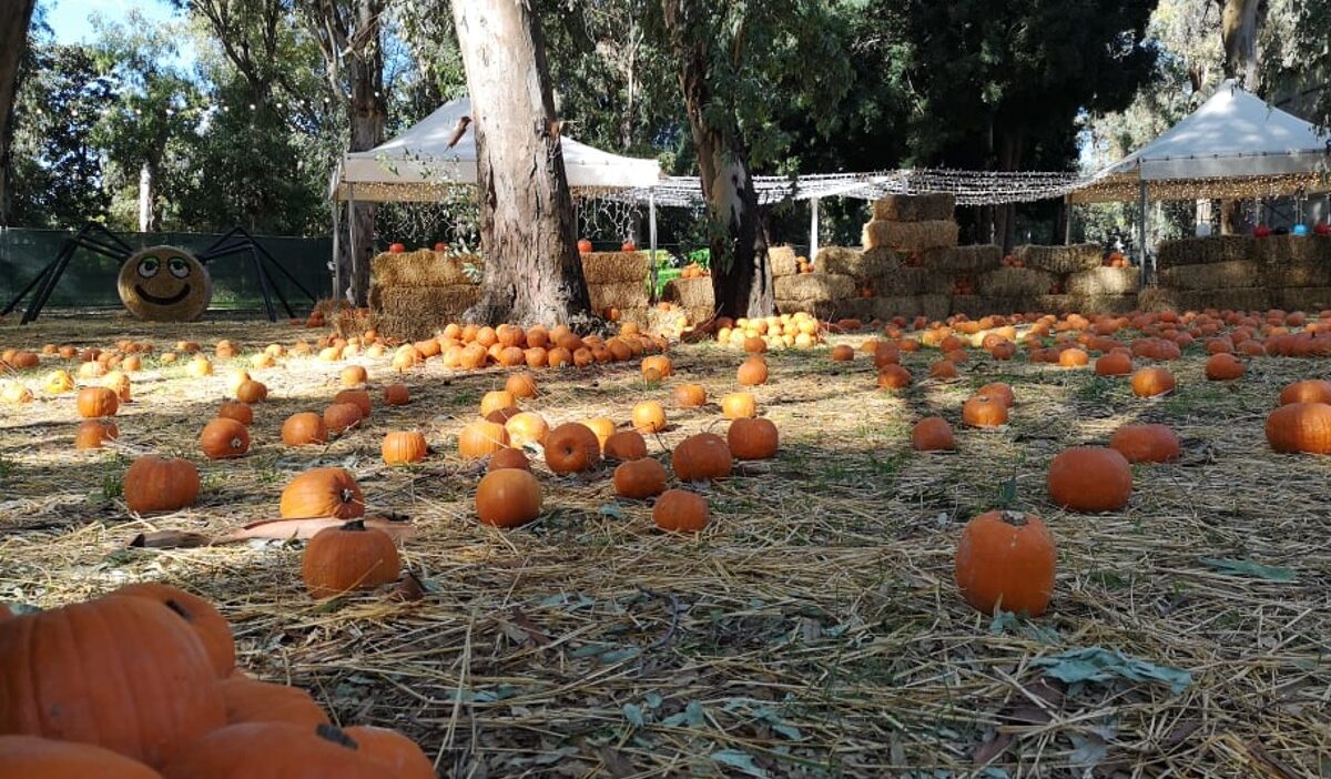 fuori di zucca