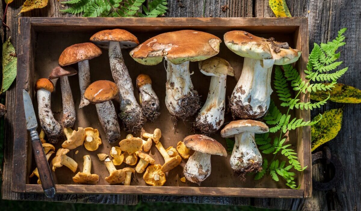 Healthy mushrooms straight from forest. Wild and fresh mushrooms.