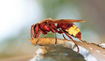 那不勒斯的大黄蜂：如何识别大黄蜂，它有多危险以及如何保护自己