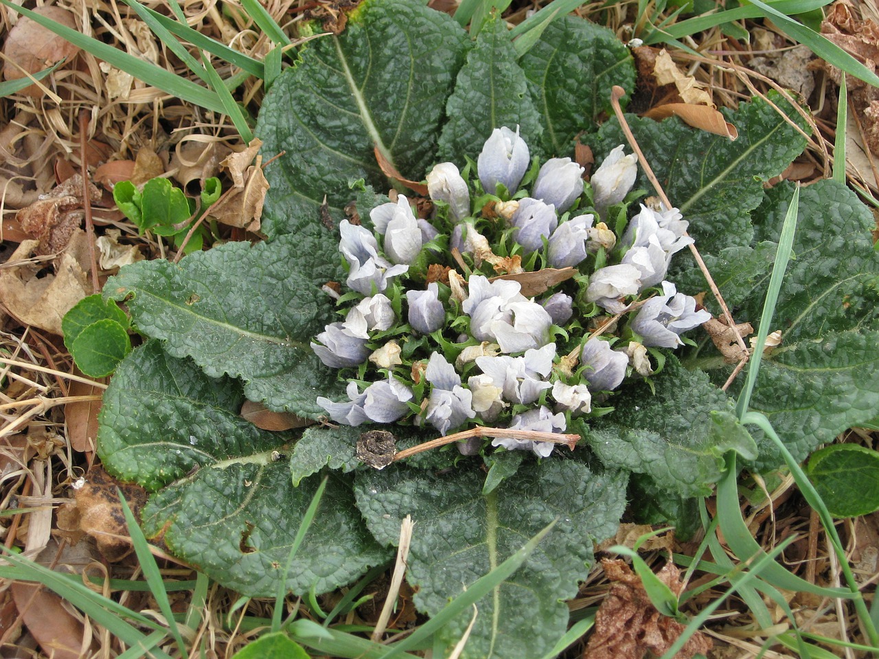 Planta y hojas de mandrágora