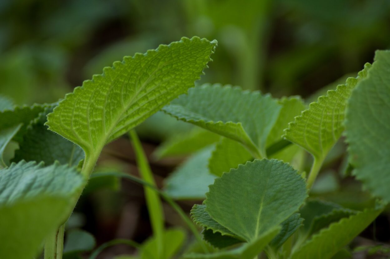 Borage leaves