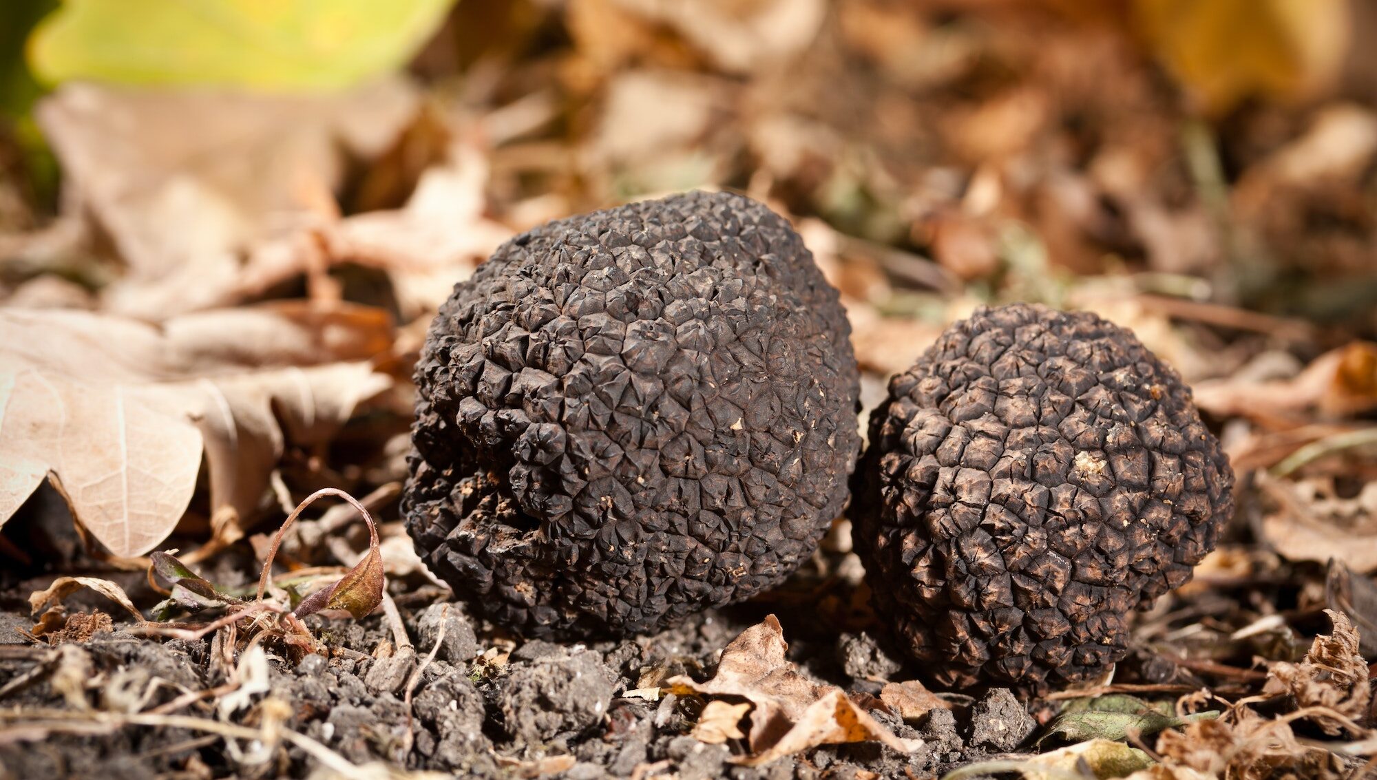 Truffes noires