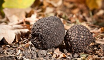 Black truffles