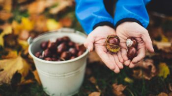 Chestnuts