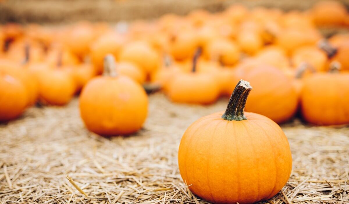 Calabazas frescas en heno. Halloween y Acción de Gracias