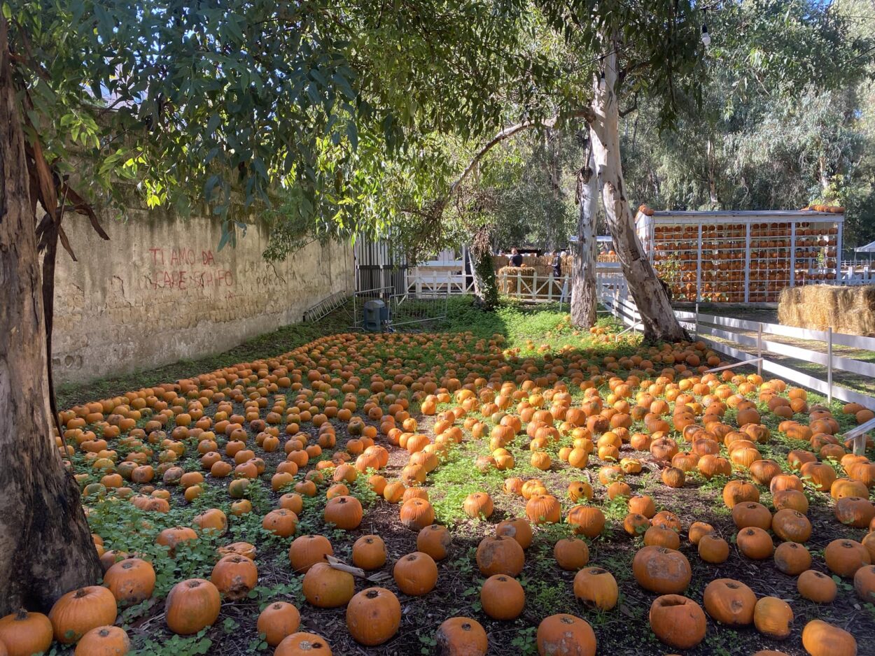 Campo del villaggio halloween Fuori di Zucca