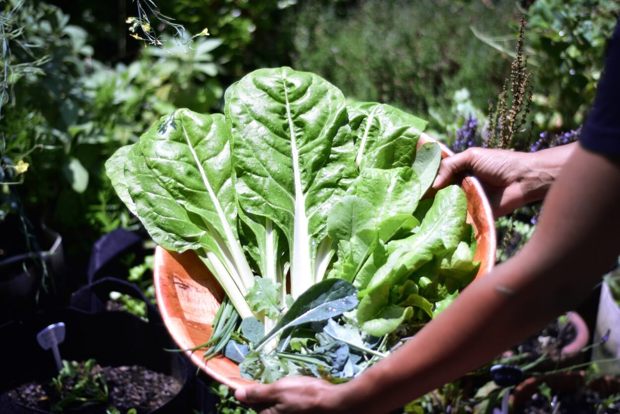 chard leaves