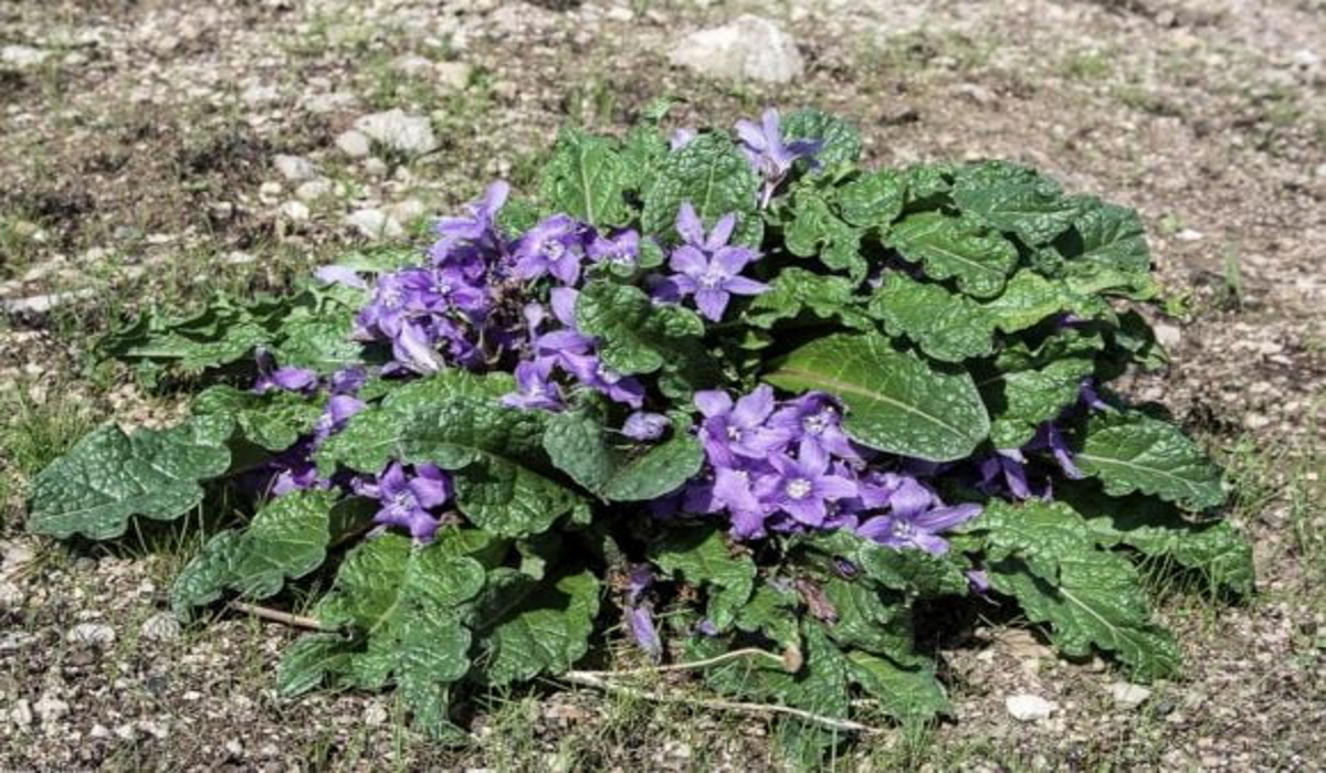 Napoli: pianta velenosa venduta come spinaci, 12 intossicati uno è grave