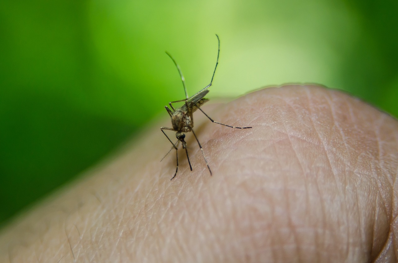 Fotografía macro de un mosquito durante una picadura