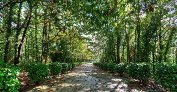 Napoli, riapre il Parco dei Camaldoli in primavera 2023