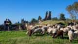 Pompei green: gregge di pecore per mantenere il verde della città antica