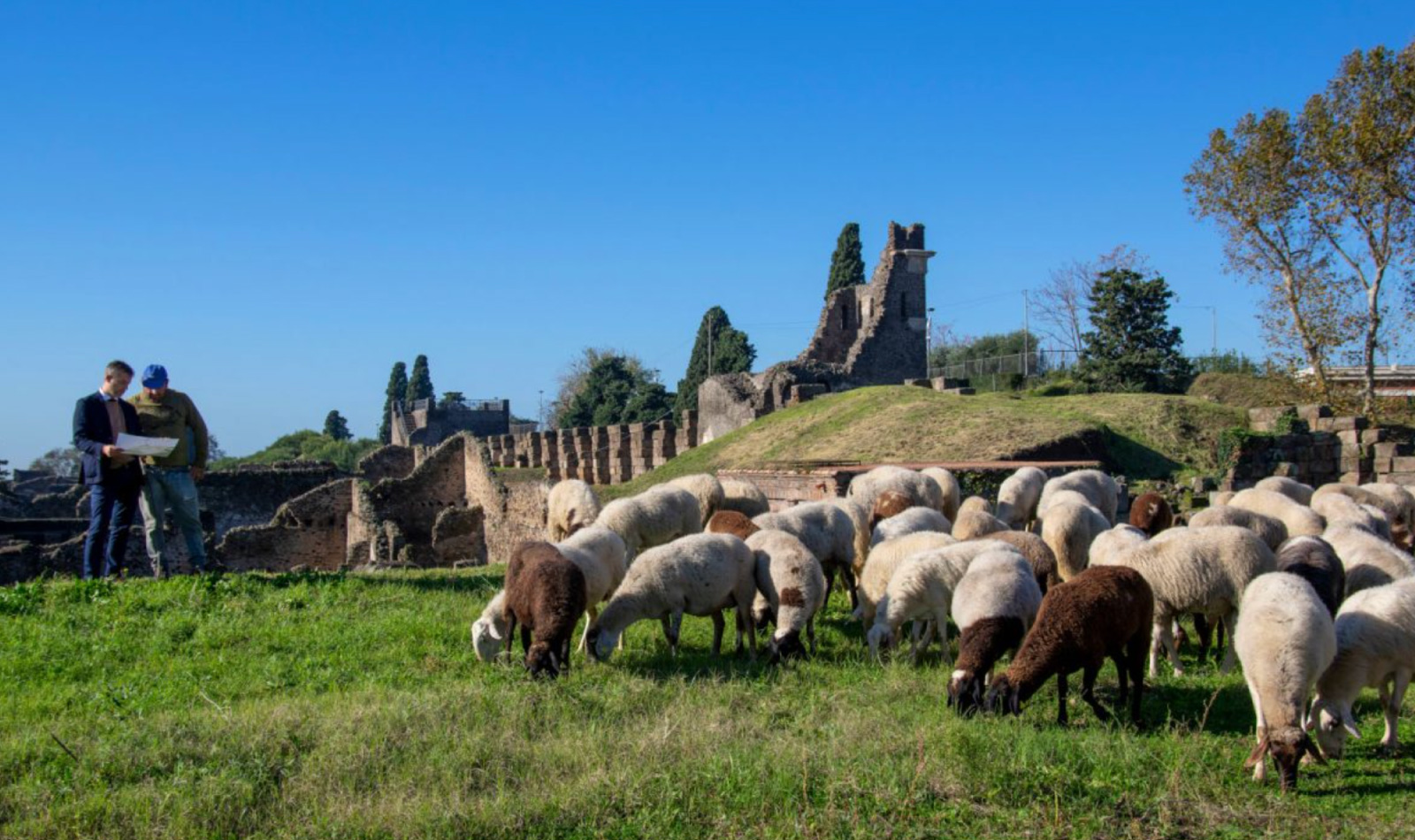 Ovejas en Pompeya para mantener el verde