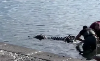 Un cocodrilo en el Golfo de Nápoles: ¿el video es falso?