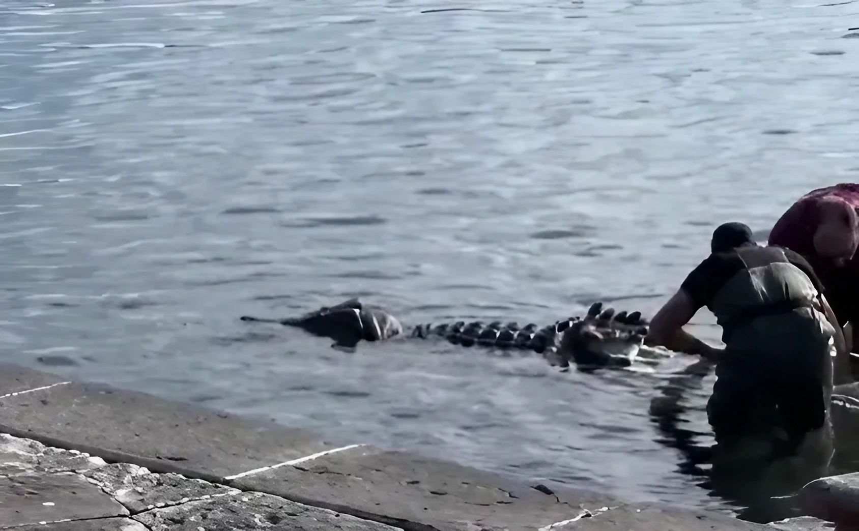 Crocodile in the Gulf of Naples with attendants nearby