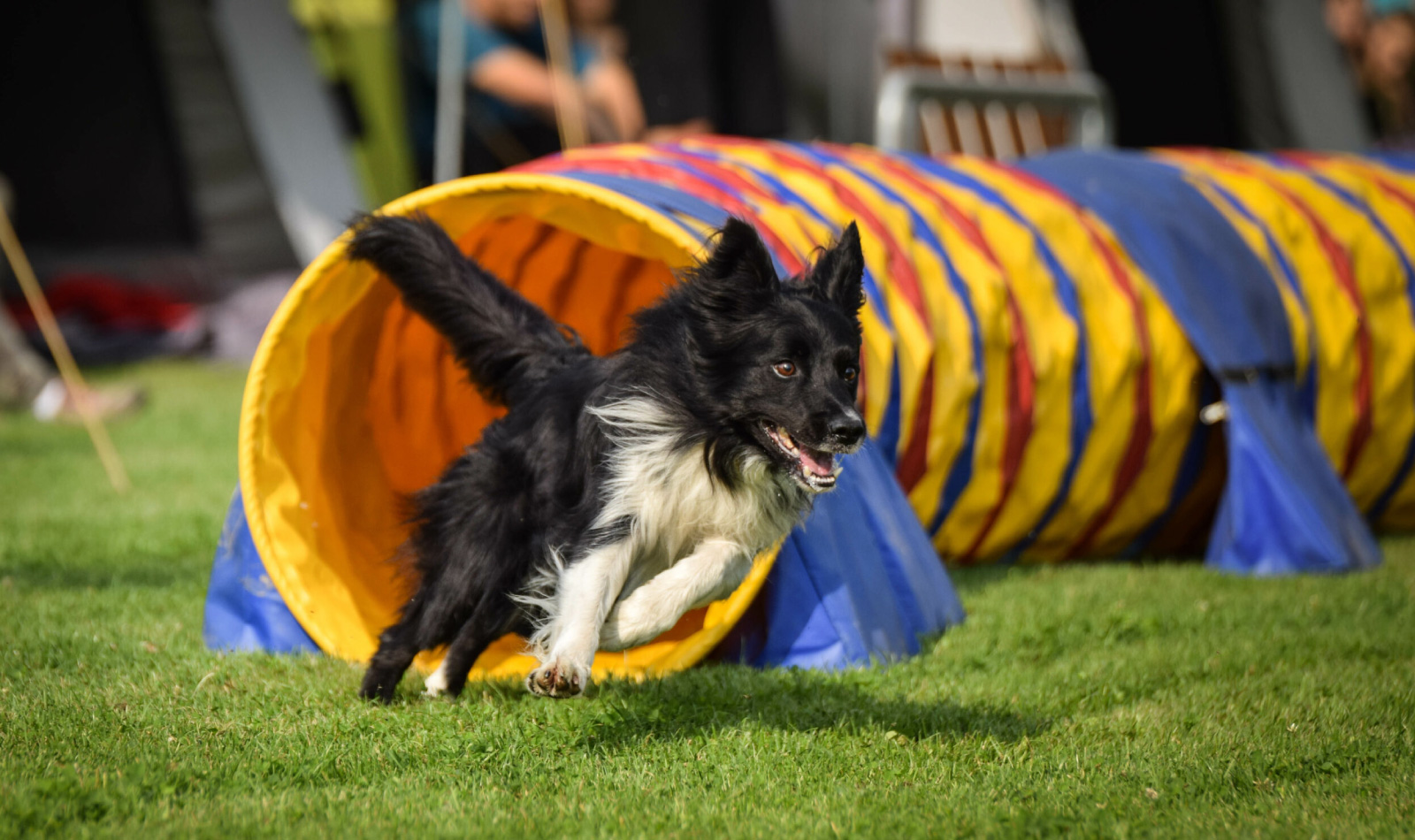 chien d'agilité