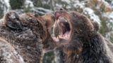Andrea Papi, found the she-bear who killed him. It's not the first attack