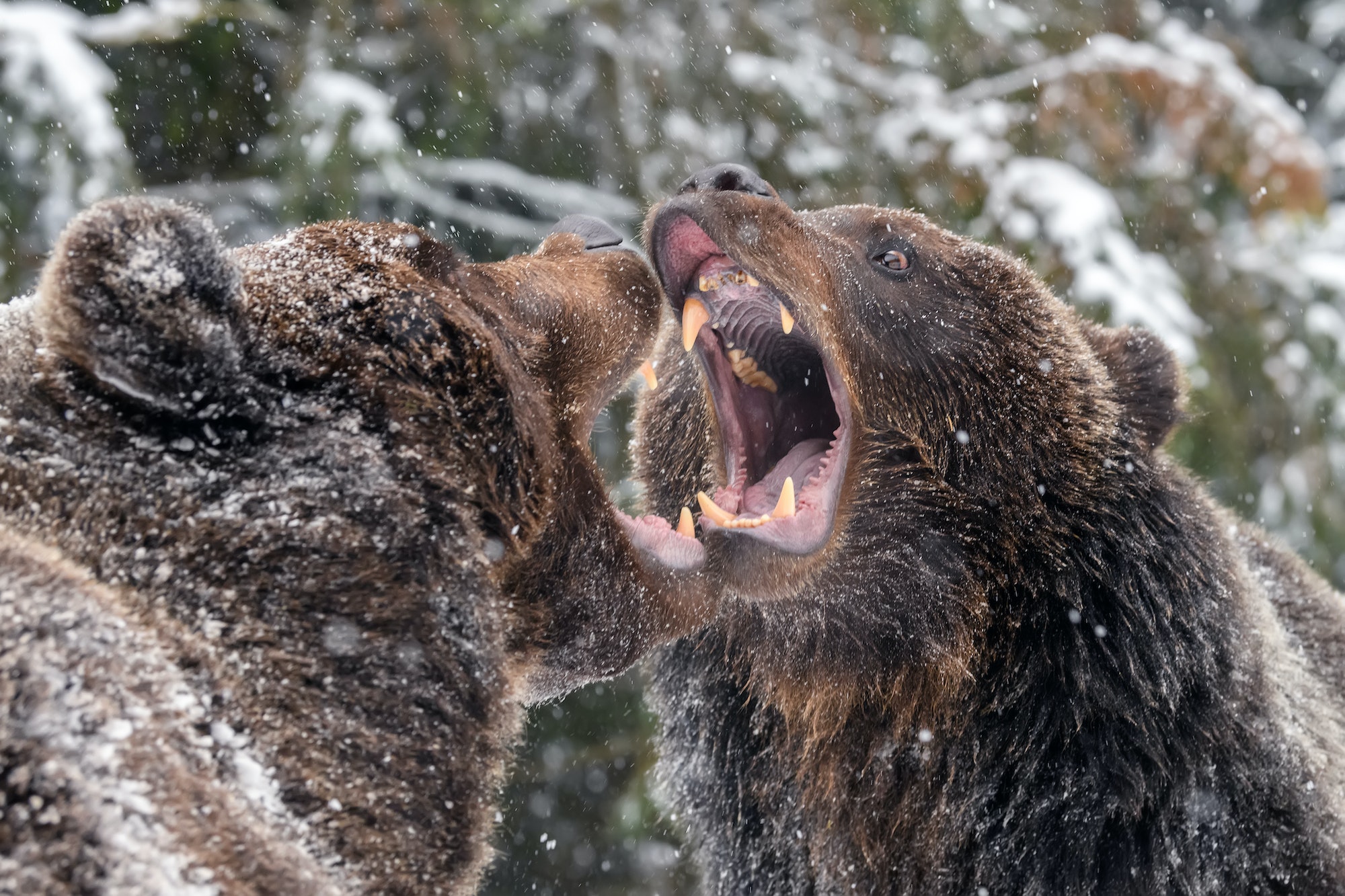 Primer plano dos pelea de osos pardos enojados en el bosque de invierno