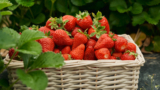 La Festa della Fragola a Parete (Caserta) con Tony Tammaro e Peppe Iodice