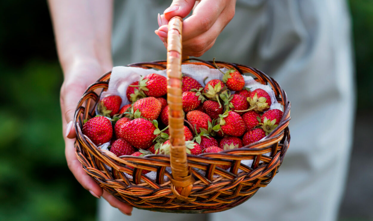 Korb gefüllt mit saisonalen Erdbeeren