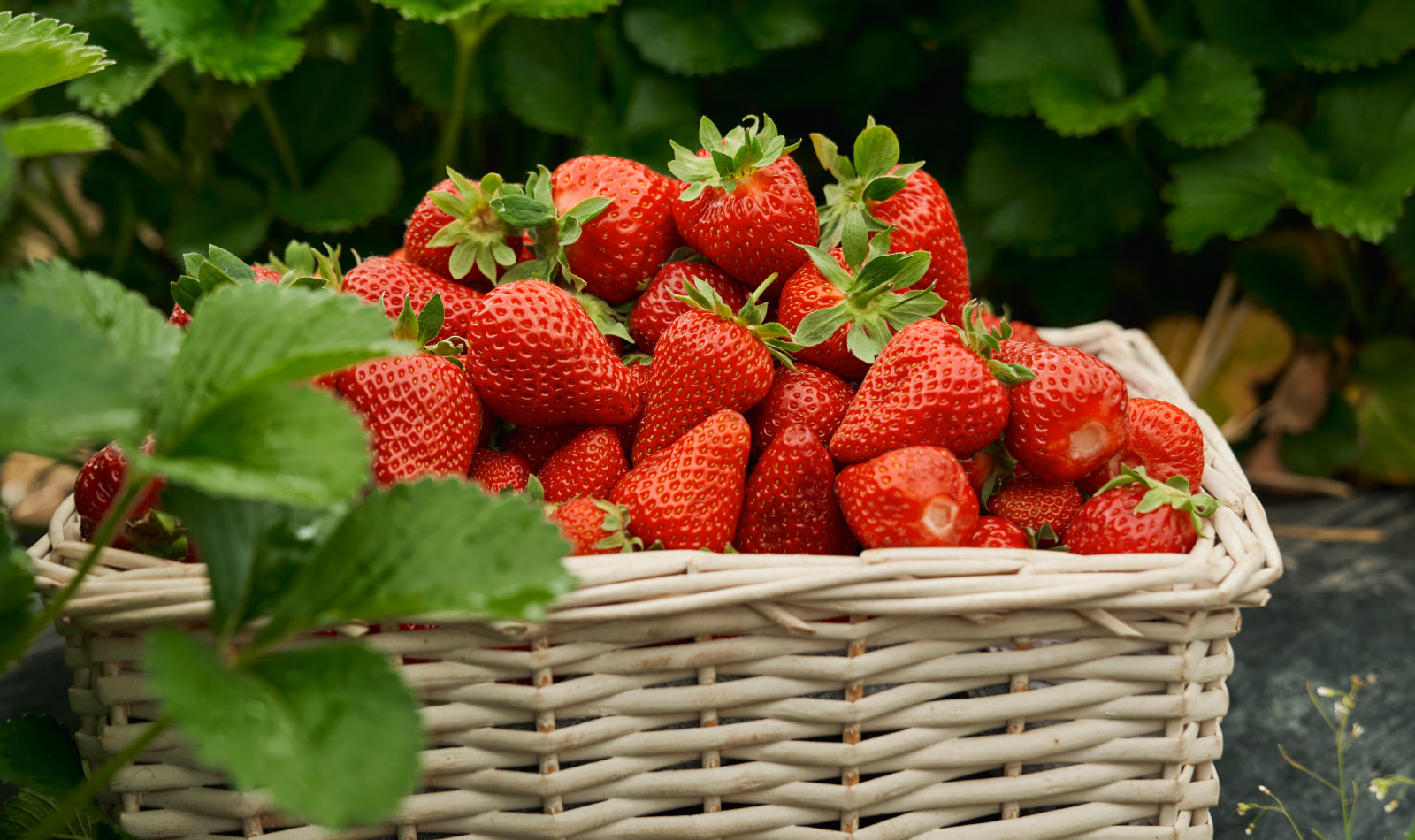 strawberries