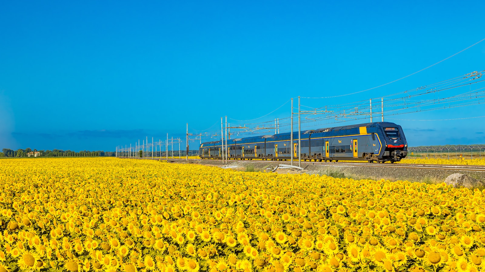 ein Zug, der durch ein Sonnenblumenfeld fährt