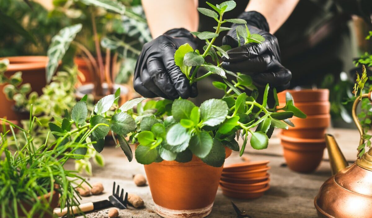 Gardener planting plant cuttings into a pot