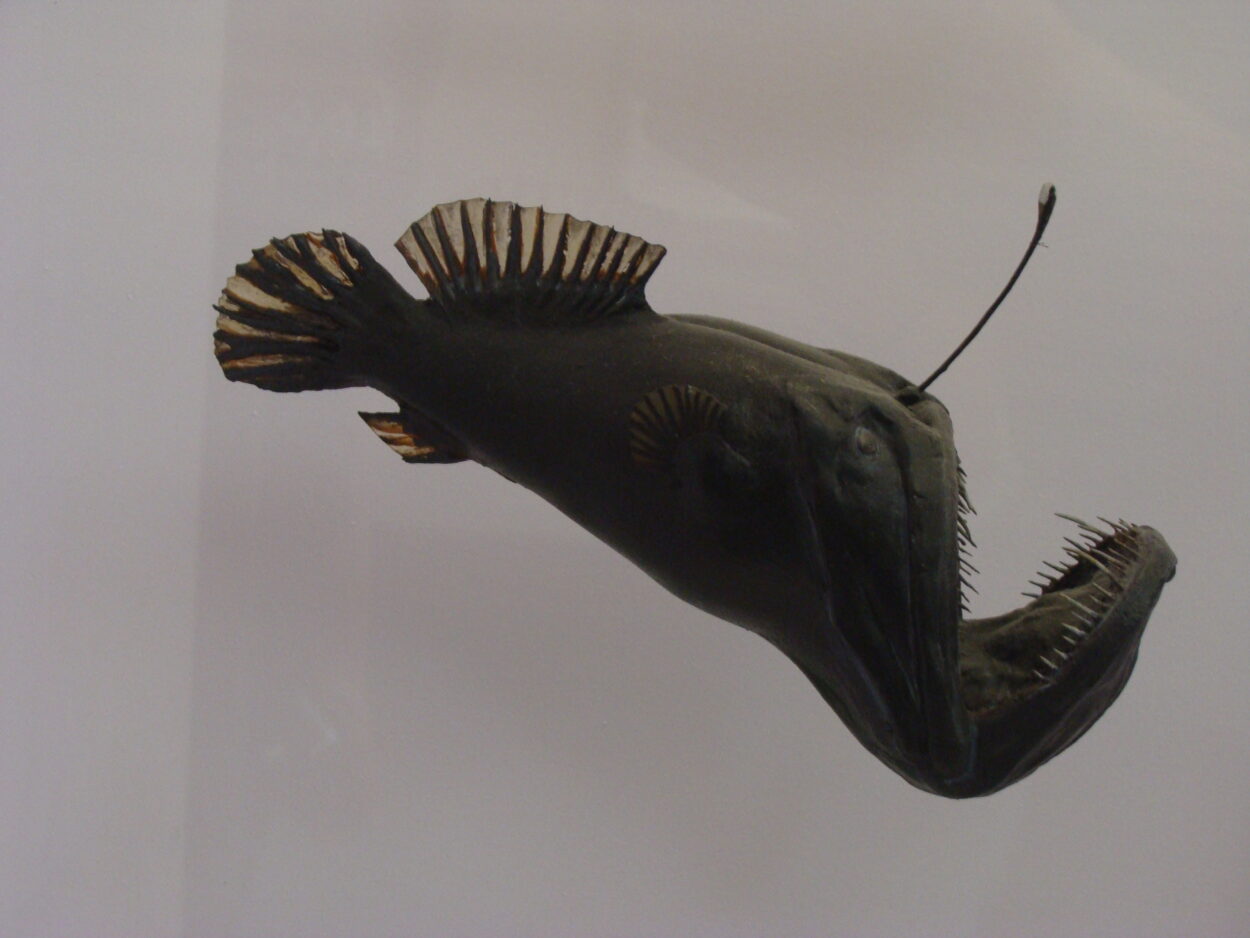 Melanocetus_johnsonii.001_-_Natural_History_Museum_of_London