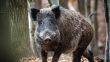 Wild Boar Festival em Dugenta: especialidades e entretenimento