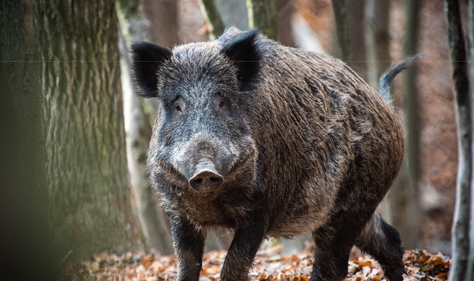 cinghiale