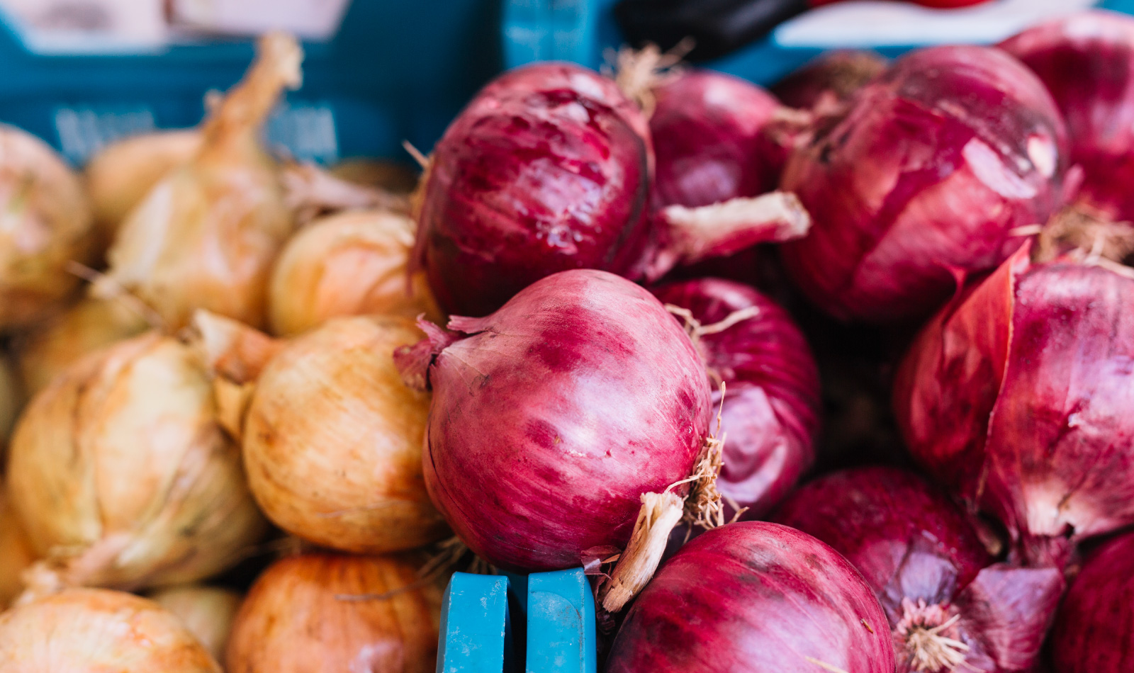 blonde-and-red-onions