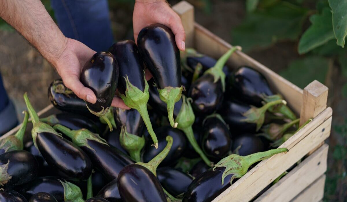 Fermier tenant des aubergines sur le fond d'une caisse avec des aubergines