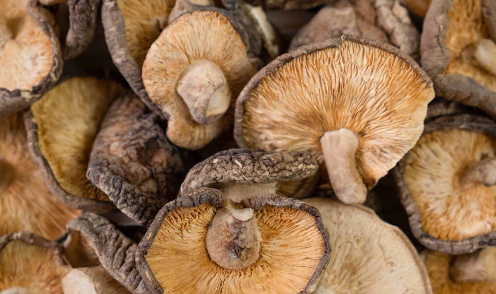 porcini mushrooms