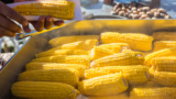 La Festa della Pannocchia a Recale a luglio 2023