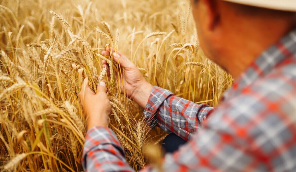 Young agronomist in grain field. Farmer in the straw hat standing in a wheat field. Cereal farming.