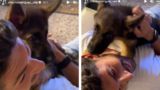 Cecilia Rodriguez e Ignazio Moser prendono un nuovo cane, ecco quale