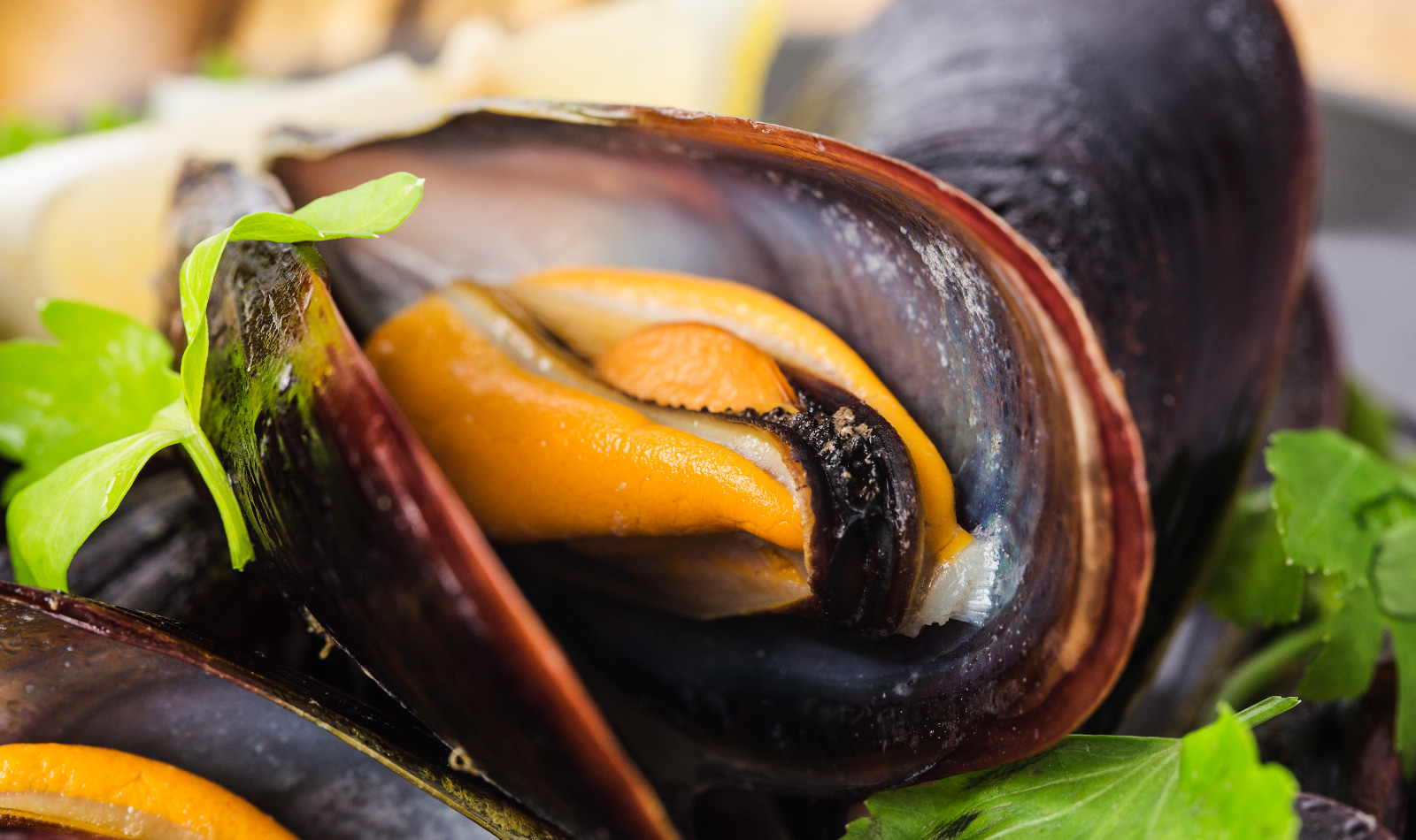 mussel-close-up