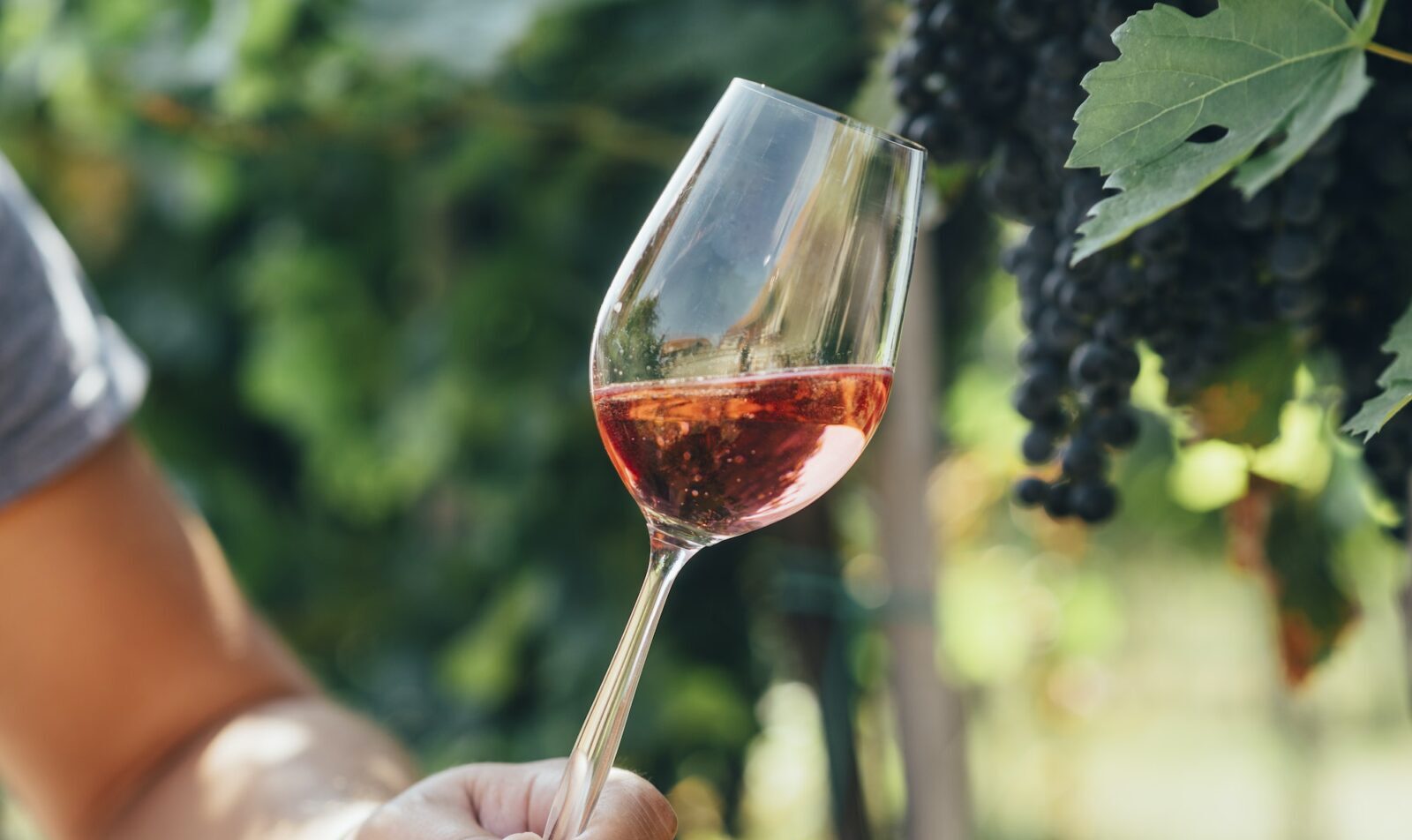 Cata de vinos en bodegas al aire libre.