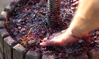 Das Aglianico Festival 2023 kehrt mit Besuchen, Verkostungen und Ausflügen zurück