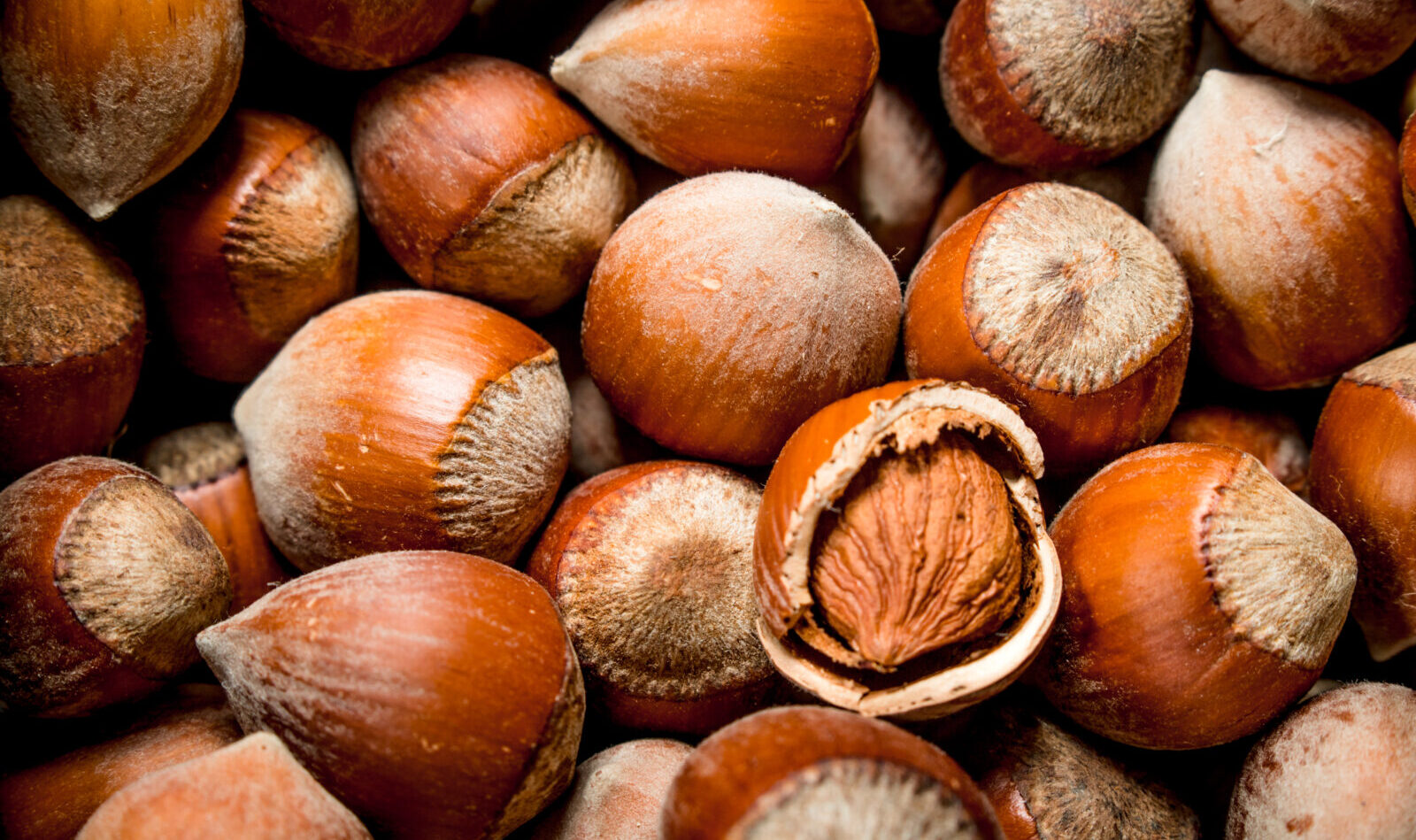 Hazelnuts in the shell.