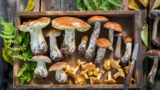 Sagra dei Funghi a Cusano Mutri, ritorna il famoso evento gastronomico