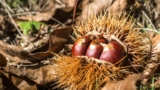 Sagra della Castagna Primitiva a Marzano Appio, dal primo al dolce