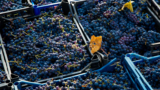 Festa dell’Uva 2023 a Oliveto Citra. Eventi e degustazioni