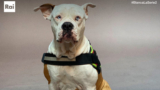 Linneo, il cane di Blanca. Razza, addestramento, storia