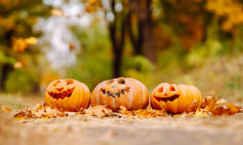Set of sinister pumpkins lying on lawn with fallen leaves. Carved pumpkins for Halloween celebration