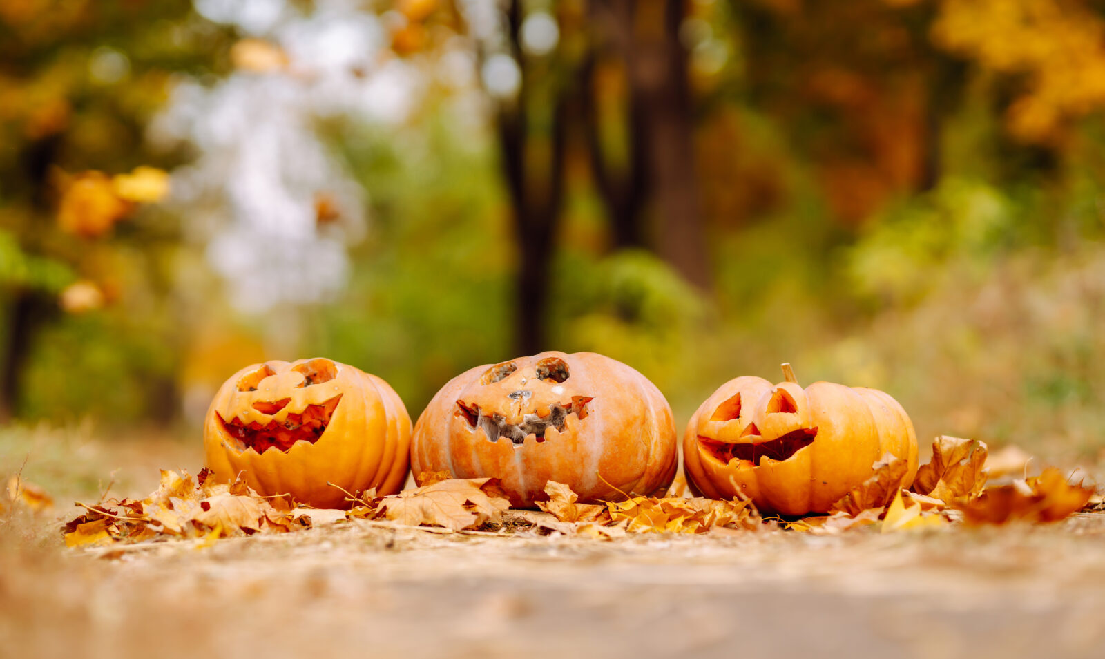 Conjunto de abóboras sinistras deitadas no gramado com folhas caídas. Abóboras esculpidas para celebração de Halloween