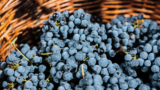 Festa dell’Uva Fragola 2023 a Marcianise (Caserta)