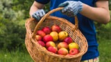 Festa della Mela Annurca a Maddaloni, dolci e molte altre pietanze