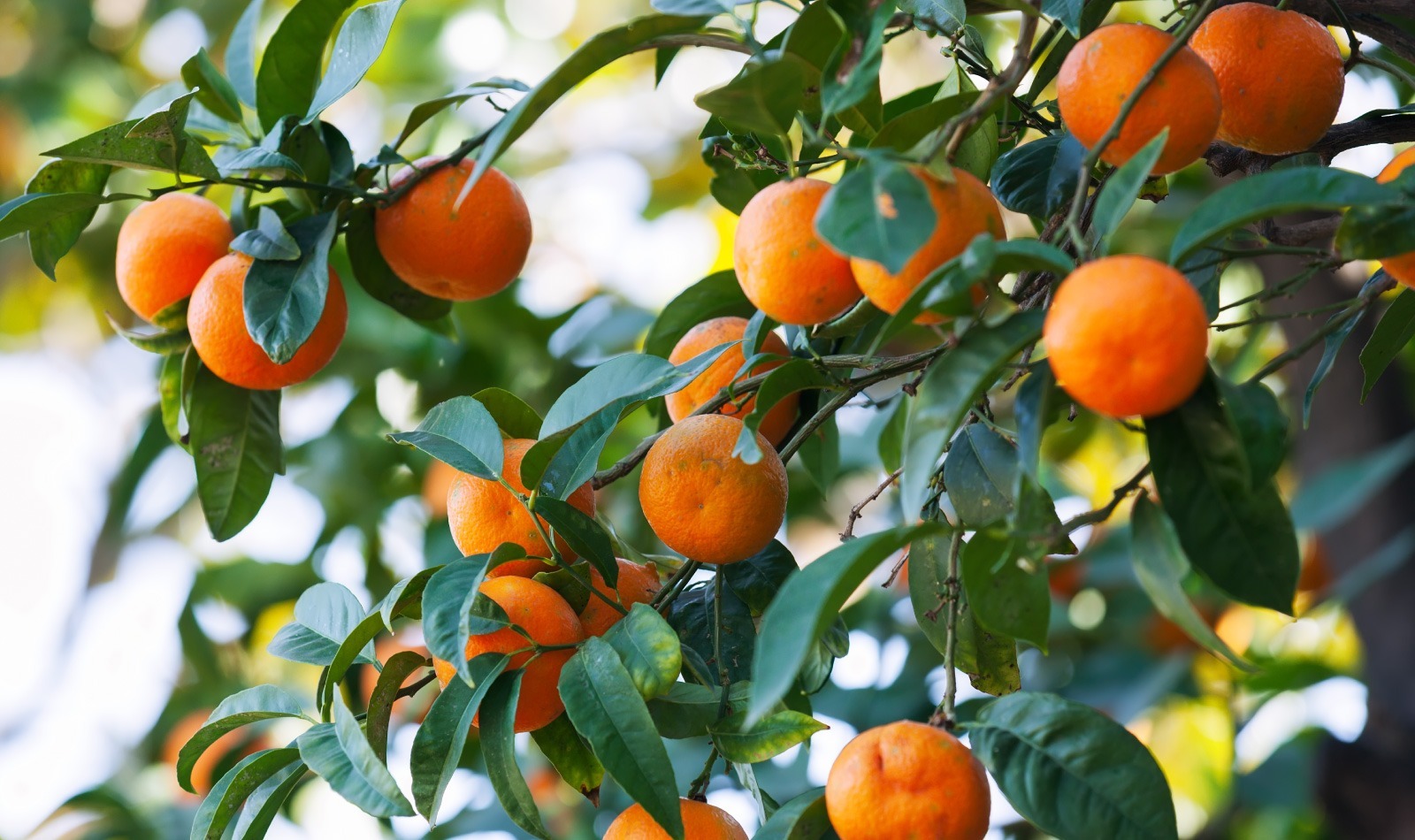 mandarin tree