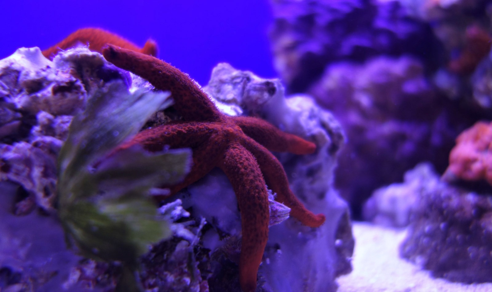 ナポリ水族館-スターフィッシュ